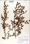 000046309-thumbnail.jpg