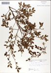 000046319-thumbnail.jpg