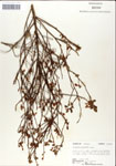 000046321-thumbnail.jpg