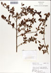 000046323-thumbnail.jpg