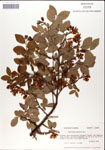 000046327-thumbnail.jpg
