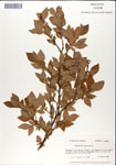000046331-thumbnail.jpg