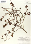 000046332-thumbnail.jpg