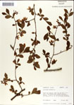 000046334-thumbnail.jpg