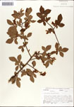 Vaccinium