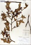 000046344-thumbnail.jpg