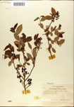 000046353-thumbnail.jpg