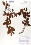 000046357-thumbnail.jpg