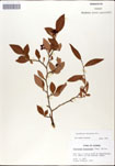 000046361-thumbnail.jpg