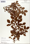 000046362-thumbnail.jpg