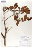 000046366-thumbnail.jpg