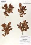 000046369-thumbnail.jpg