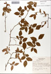 000046373-thumbnail.jpg