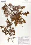 Vaccinium