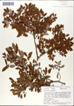 Vaccinium