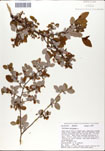 Vaccinium