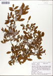 Vaccinium