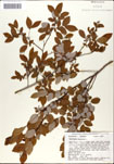 Vaccinium