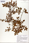 Vaccinium