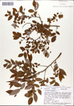 Vaccinium