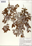 Vaccinium