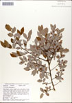 Vaccinium
