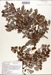 Vaccinium