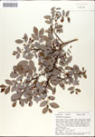 Vaccinium