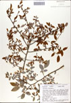 Vaccinium
