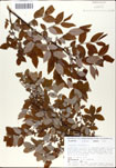 Vaccinium