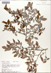 Vaccinium