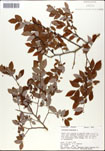 Vaccinium