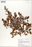 Vaccinium