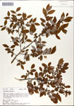 Vaccinium