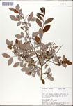 Vaccinium