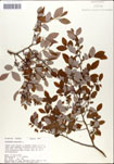 Vaccinium