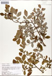 Vaccinium