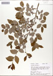 Vaccinium