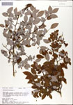 Vaccinium