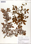 Vaccinium