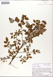Vaccinium