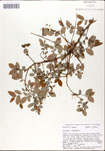 Vaccinium