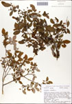 Vaccinium