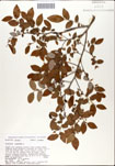 Vaccinium