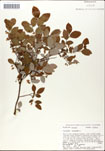 Vaccinium