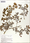 Vaccinium