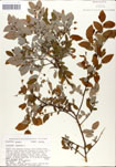 Vaccinium