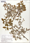 Vaccinium