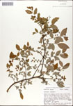 Vaccinium