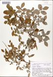 Vaccinium